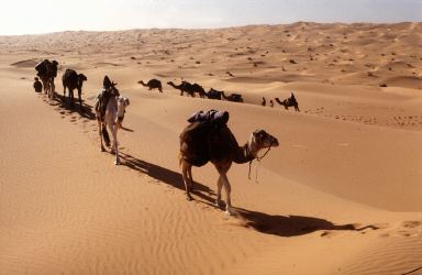 1737964847_camels_Grand_Erg_Desert_Algeria_J_Van_Acker_FAO_179021.jpg.aa9737d3389eb8e6b986ff7ba6fd17cf.jpg