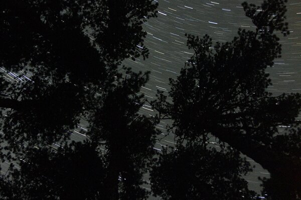 Forest Star Trails