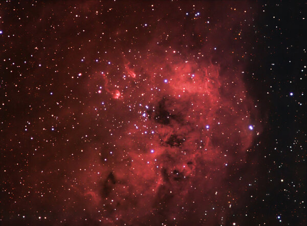 IC 410-Tadpoles