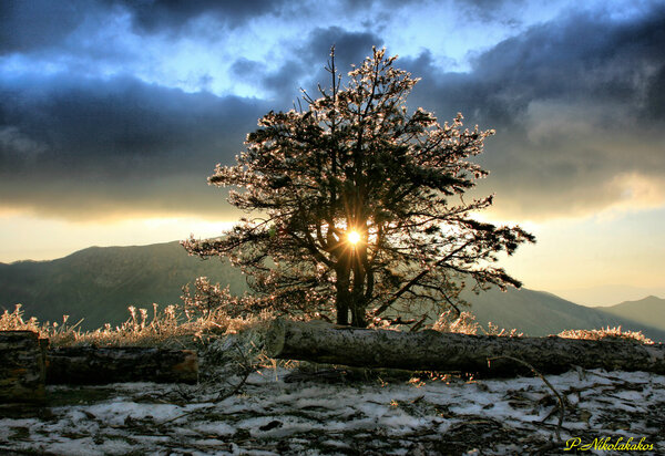 Περισσότερες πληροφορίες για το "Christmas Tree"