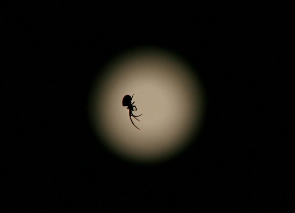 Διάβαση... αράχνης μπροστά από τη Σελήνη