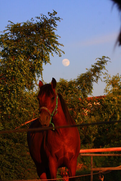 Άλογο και Σελήνη