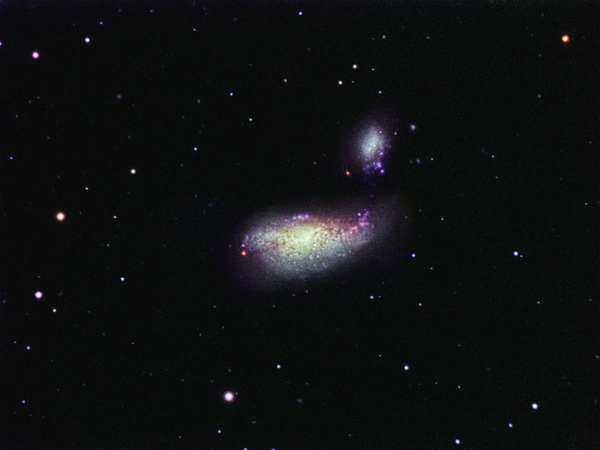 Ngc 4490 - Cocoon Galaxy