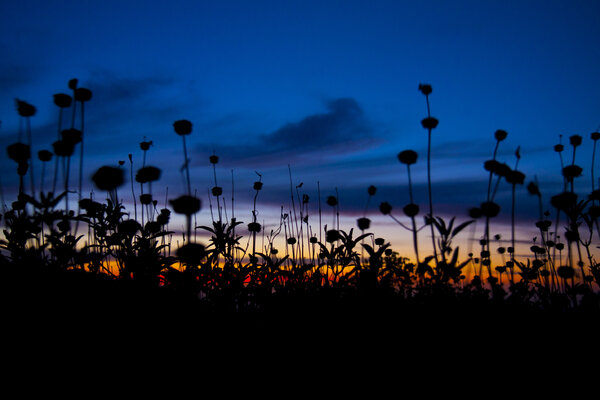 Ηλιοβασίλεμα - Λουλούδια