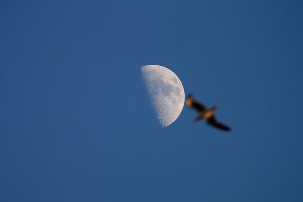 Moon And Bird Flyby 9-june-2011