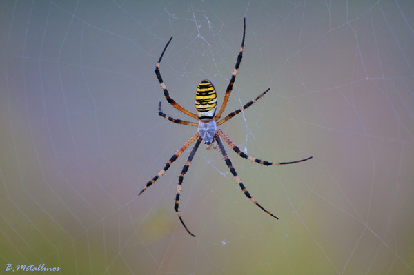 Αράχνη Αργιόπη (argiope Bruennichi)