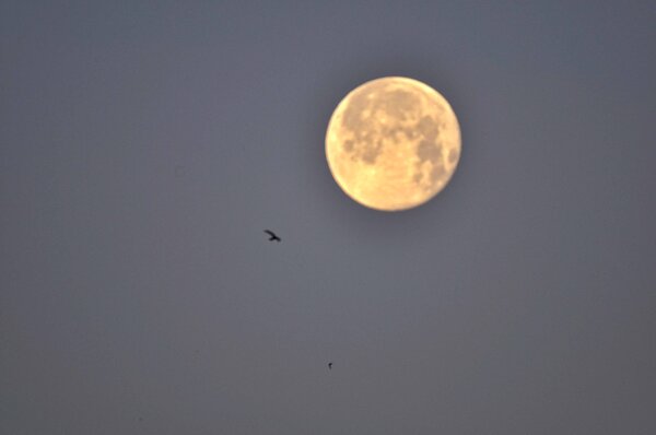 Birds Travel To The Moon