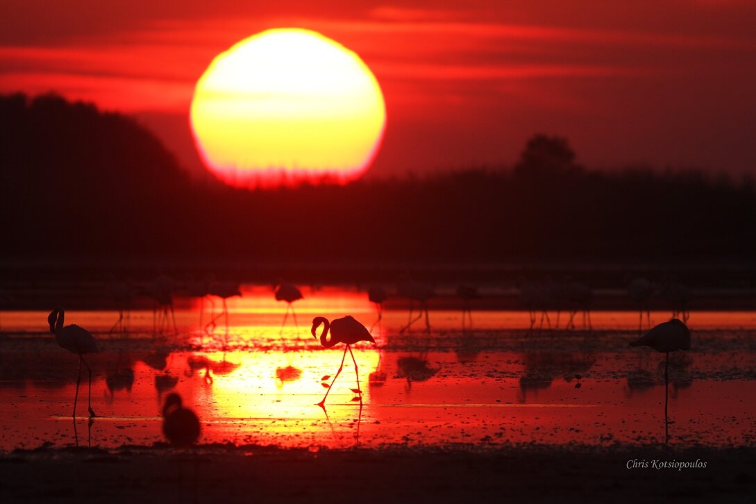 Flamingo Sunset #2