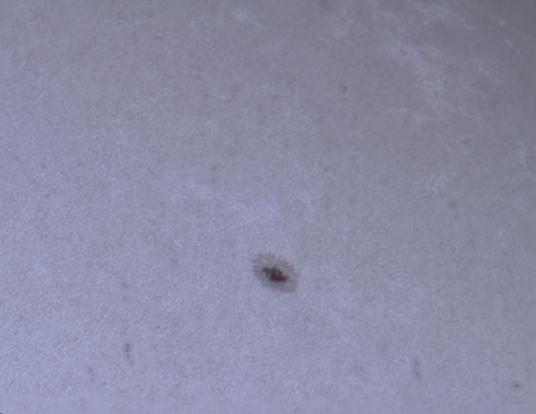 Sunspot 2513