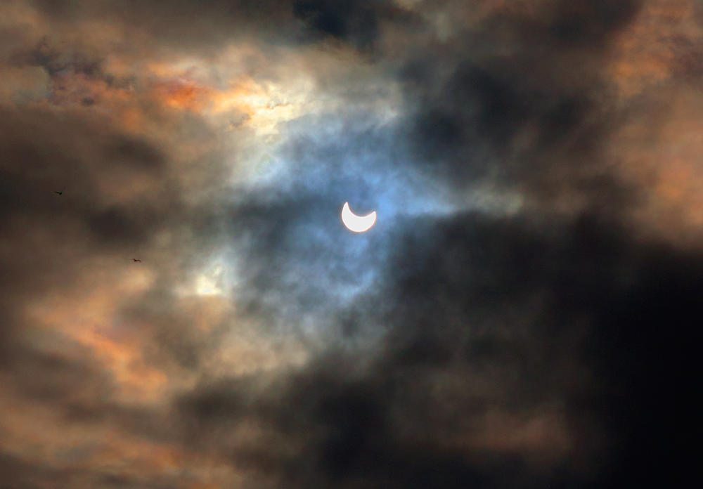 156610288_eclipse--birds.thumb.png.950dd31cfb7734038263cd36bde91303.png