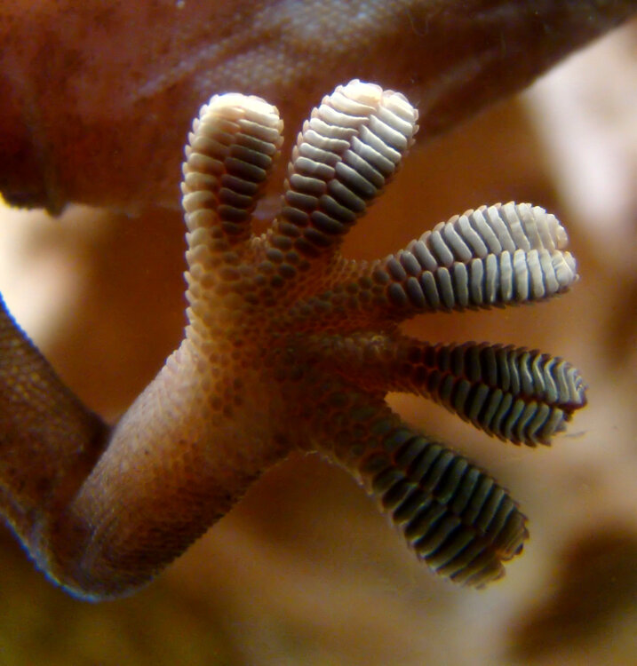 Gecko_foot_on_glass.thumb.jpg.d0d277ea38cccffab03dc9b81b81e232.jpg