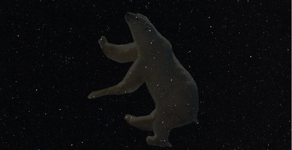 Polarbear.thumb.jpg.2fa56b2f15e01a19a2cf039bb2bd101c.jpg