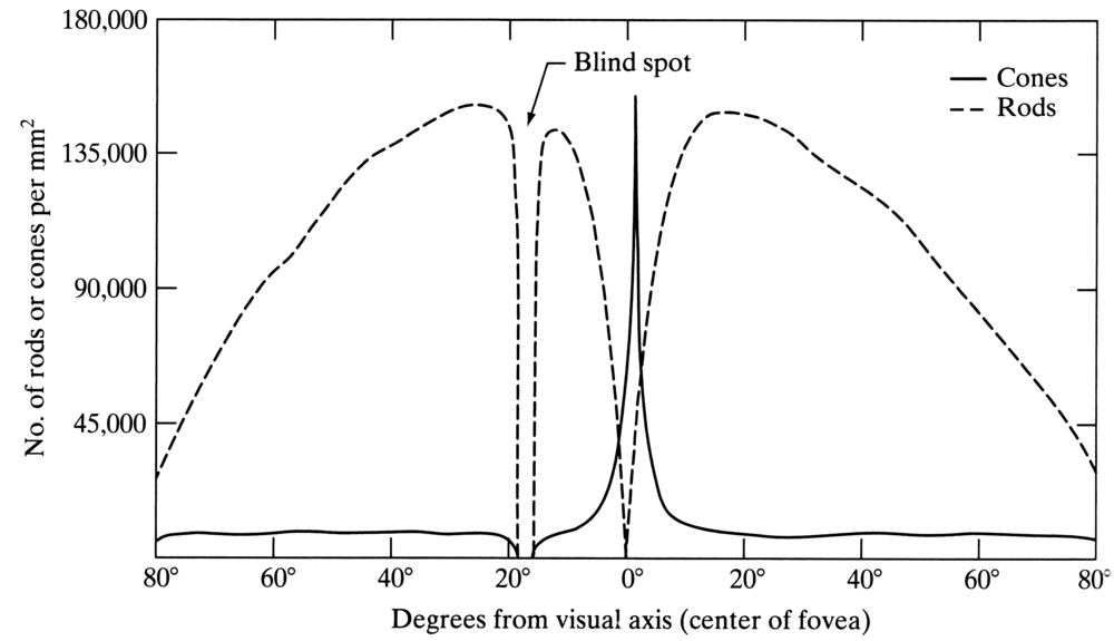 cones-and-rods-distrib-in-eye-2.thumb.png.03ad07eaafb49b877f4f69bfe4d99c4f.png