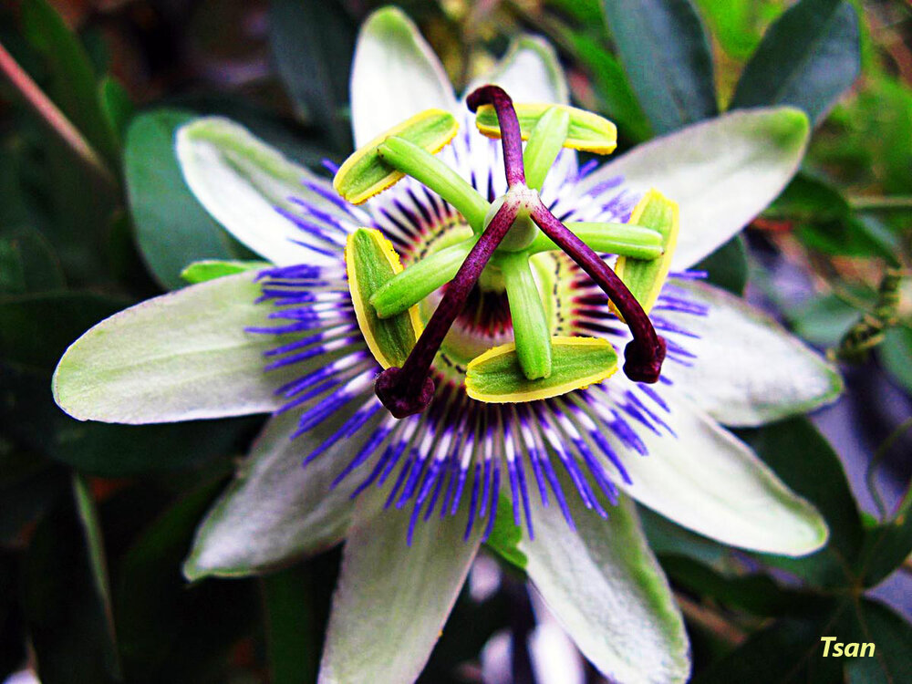 passiflora.thumb.jpg.16f07522d435c530980c09b3c80636f0.jpg
