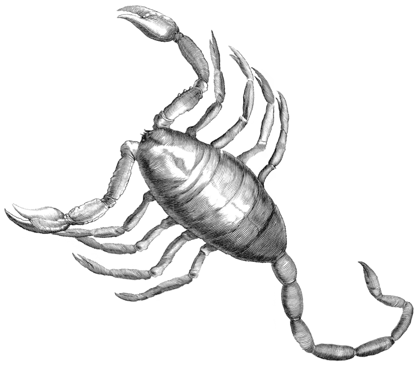 scorpius.thumb.png.b00fc88623db39ef6b9a3b233625269c.png