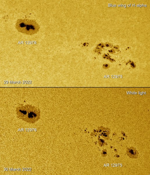 2022-03-29 & 30, ARs 12976 &12975, Lunt130MT, ASI290, 1.7x Barlow