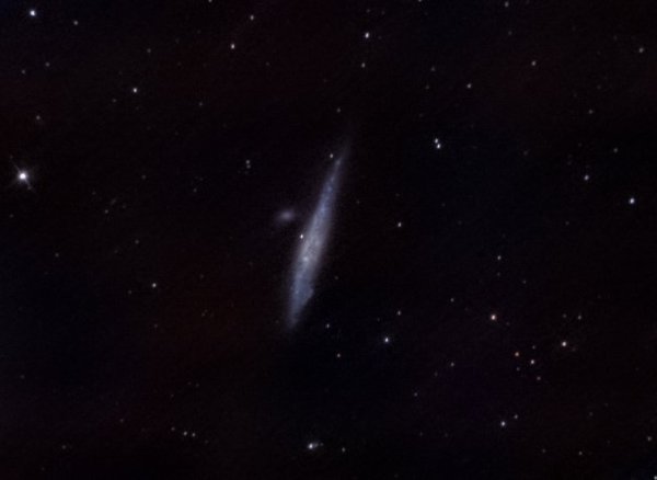 Whale Galaxy