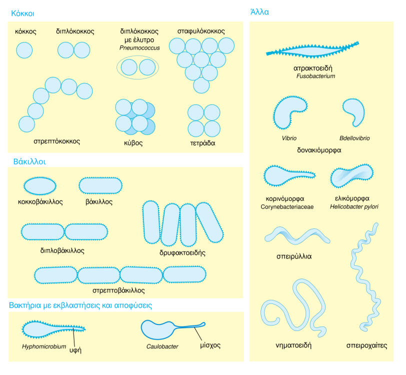 Bacterial_morphology_diagram-el_svg.thumb.png.af4e341eff9ce11bb8be159541d95030.png
