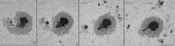 2026-05-31 to 2026-6-3, AR14455 evolution, UV-IR cut, O-III Ultranarrow 4 nm, Barlow 1.7x, ASI290, 10 to 11 UT.jpg