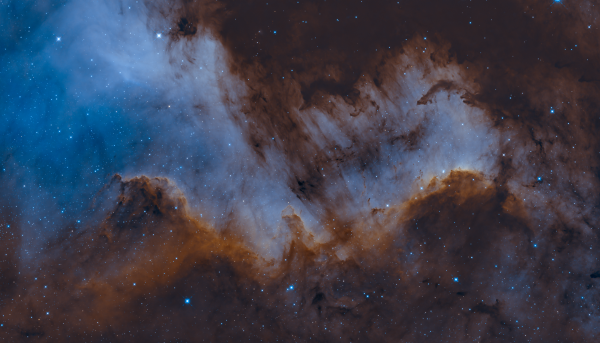 cygnus wall-hoo