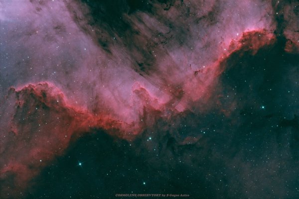 Cygnus wall .jpeg